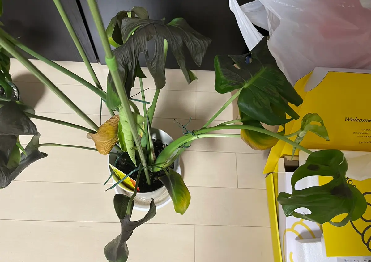 観葉植物（モンステラやパキラなど）をずっと室内で育てていて 