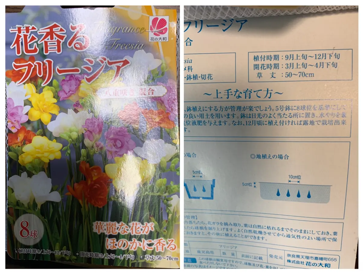 いつも楽しく拝見させていただいております。今回は、アネモ｜園芸