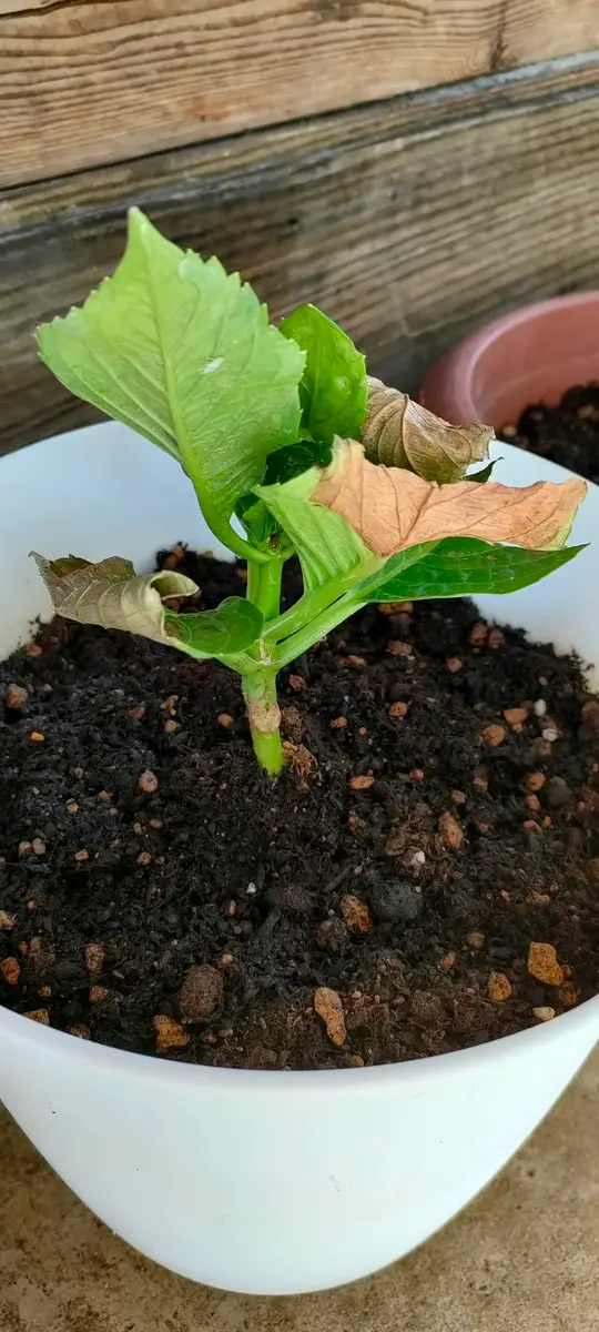 紫陽花　希少くるくる2苗予約挿し木 紫陽花 2苗予約 希少挿し木