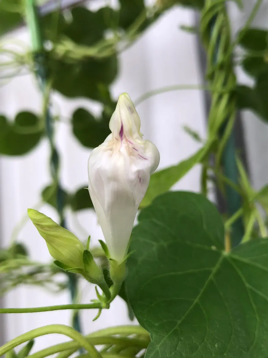 朝顔 花 咲か ない