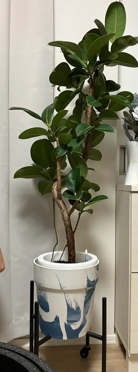8/29に迎えたばかりのフィカス ソフィアです。観葉植物は完全｜園芸