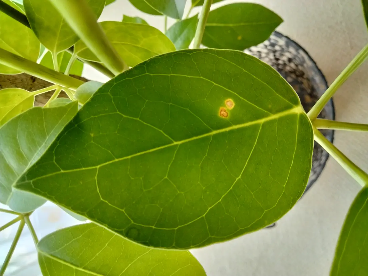 つい先日購入した観葉植物のブラッサイアの葉っぱに異変を発見