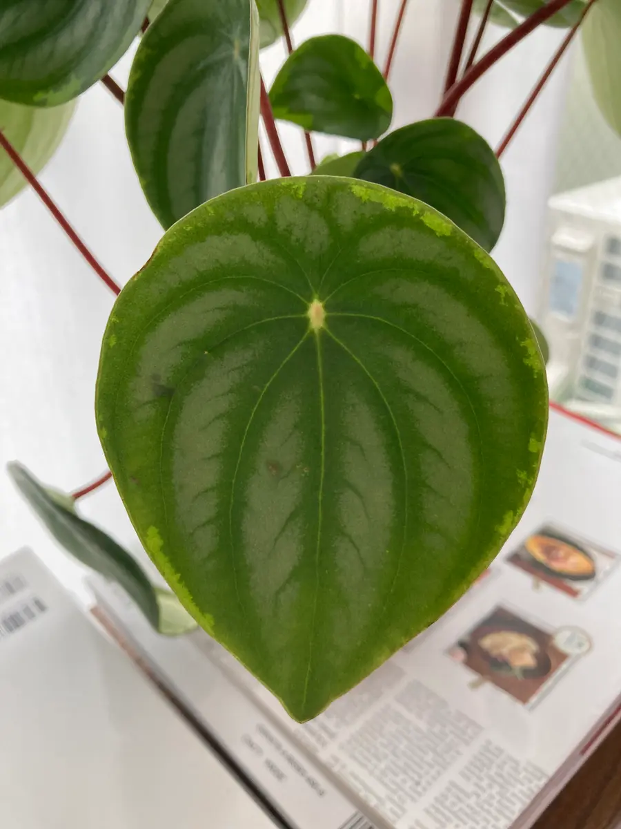 ぺぺロミアサンデルシー（スイカぺぺ）についてです。育て始｜園芸