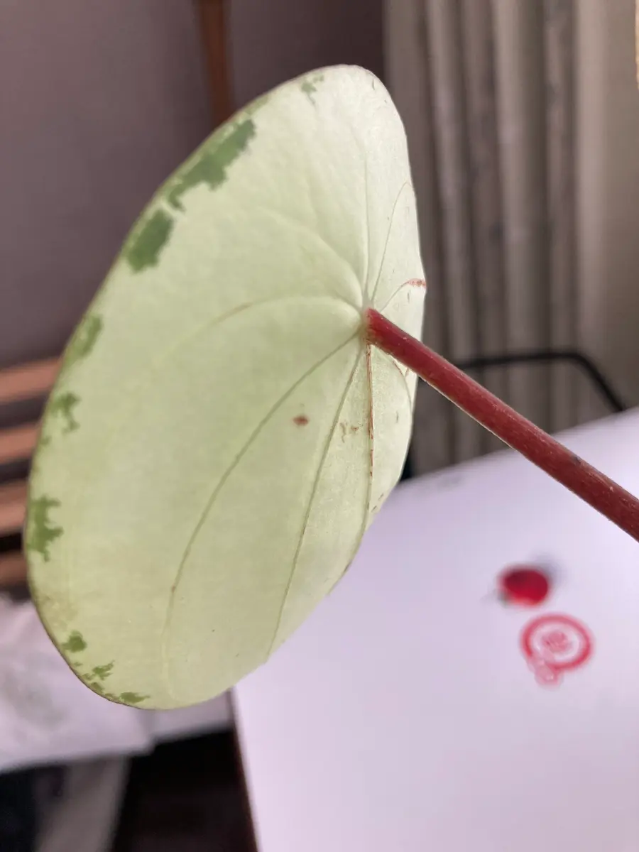 スイカぺぺ 確認用 観葉植物フェア】 愛称は ”スイカペペ” です