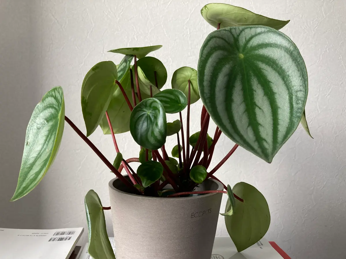 ぺぺロミアサンデルシー（スイカぺぺ）についてです。育て始｜園芸