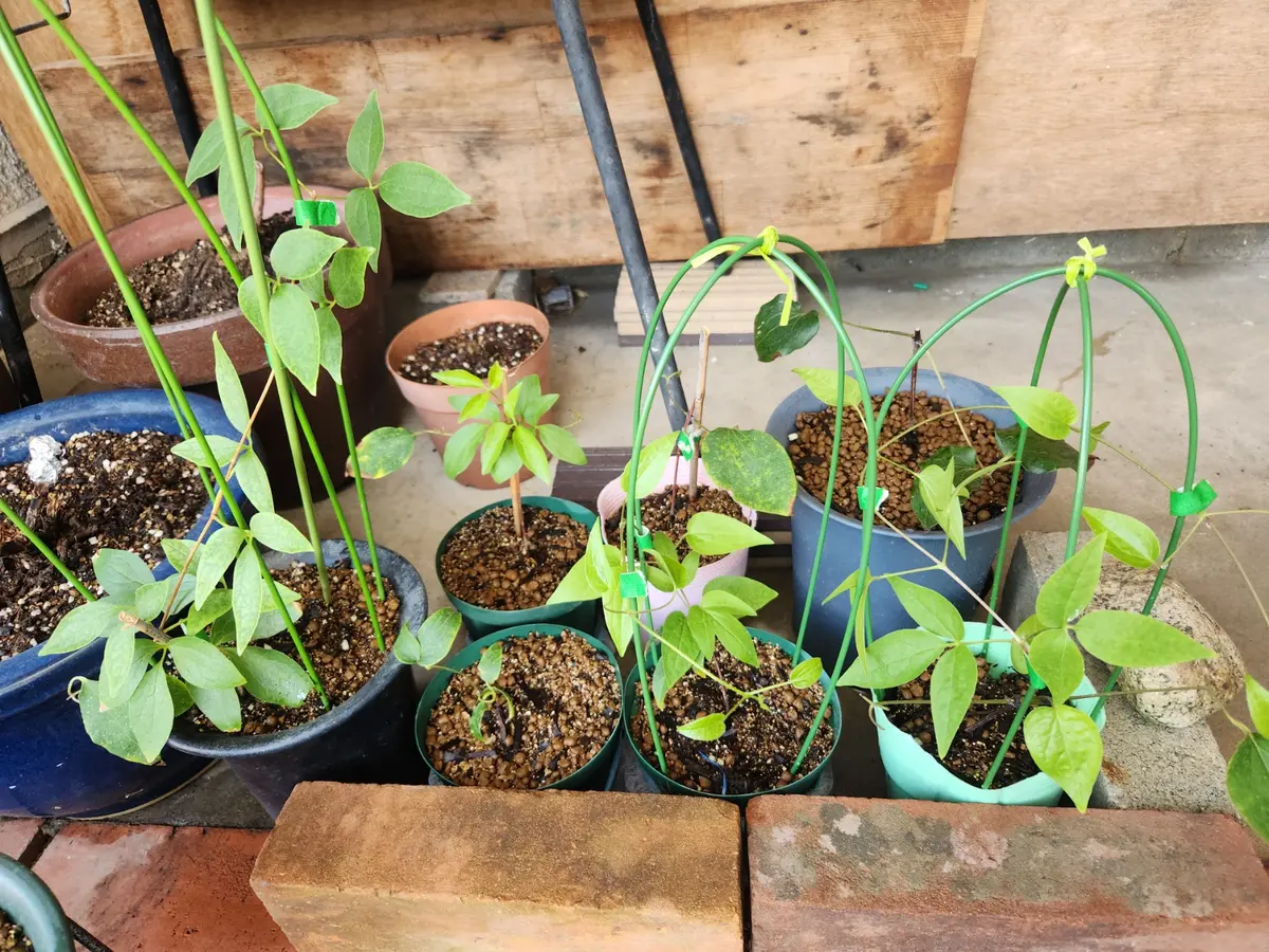 今年5月にクレマチスの挿し穂から発根し鉢上げしてからその中