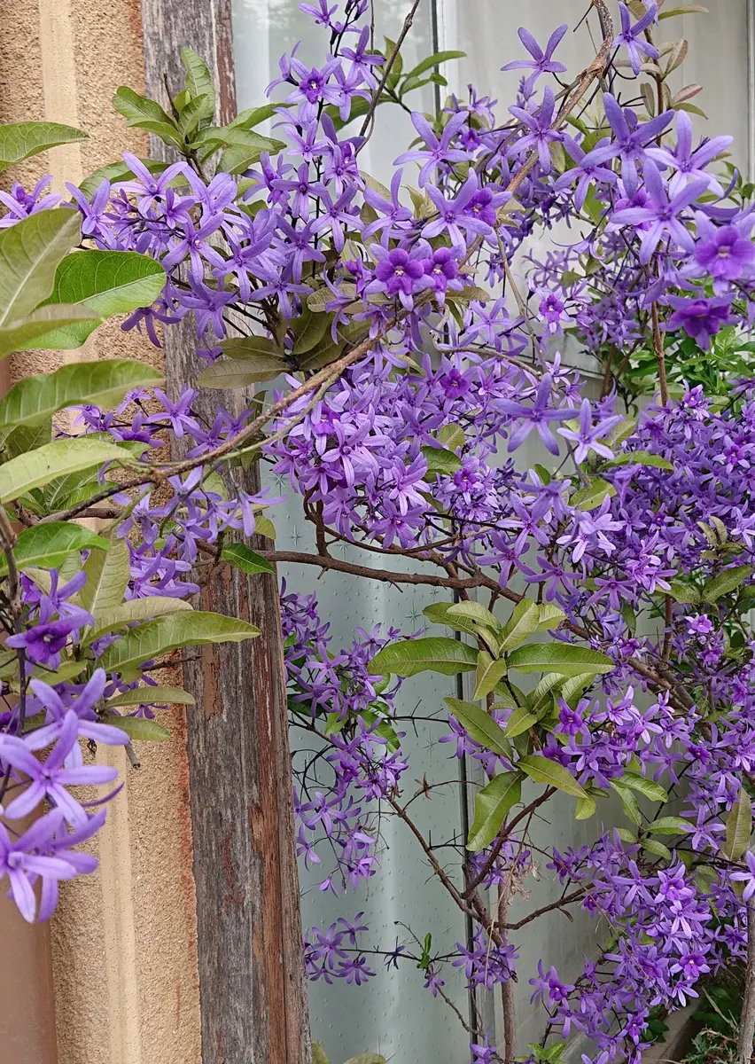 ペトレア 紫つる性植物 ペトレア・ヴォルビリスの育て方｜ヤサシイエンゲイ