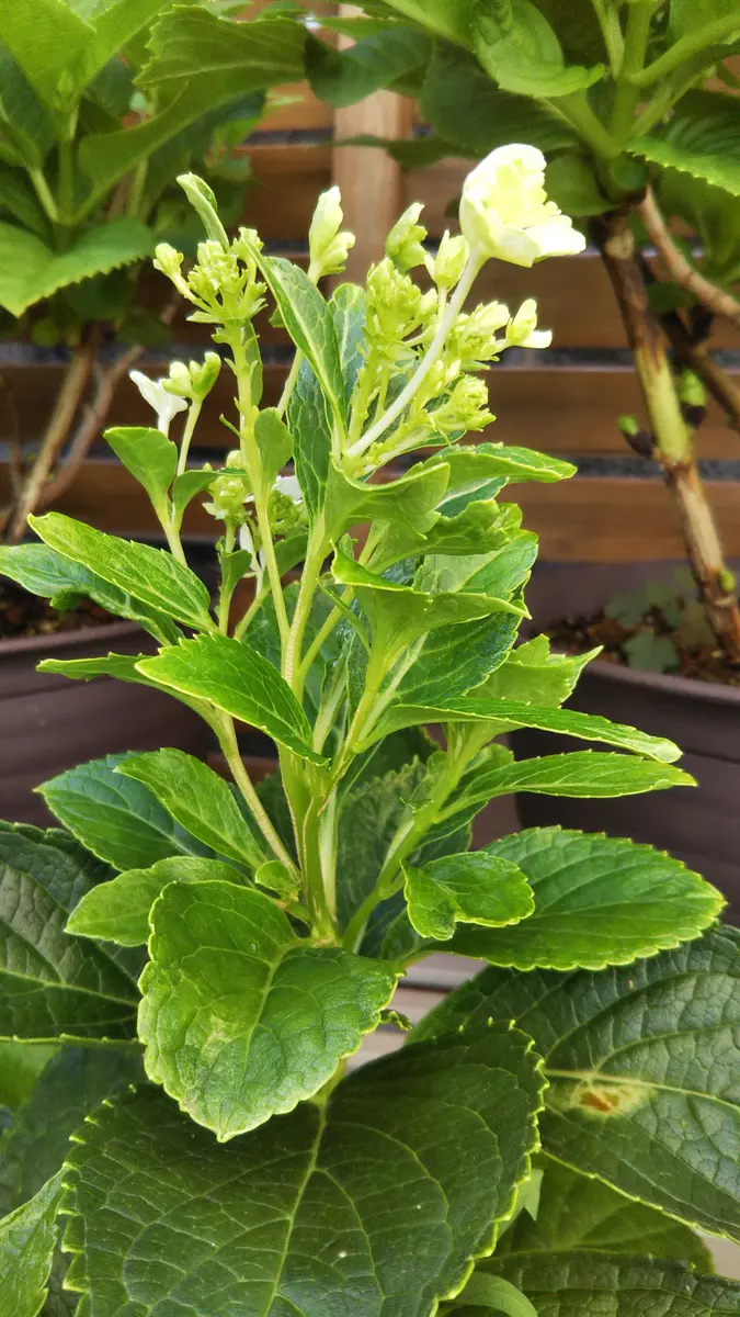 アジサイの「隅田の花火」を挿し木したものを5号の鉢で育ててい