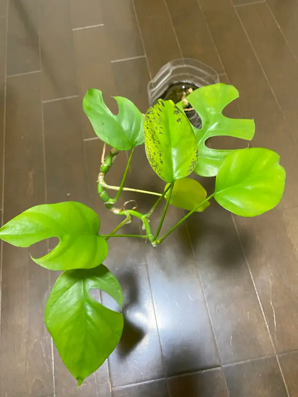 ペットボトルを使った水耕栽培でヒメモンステラを育てています