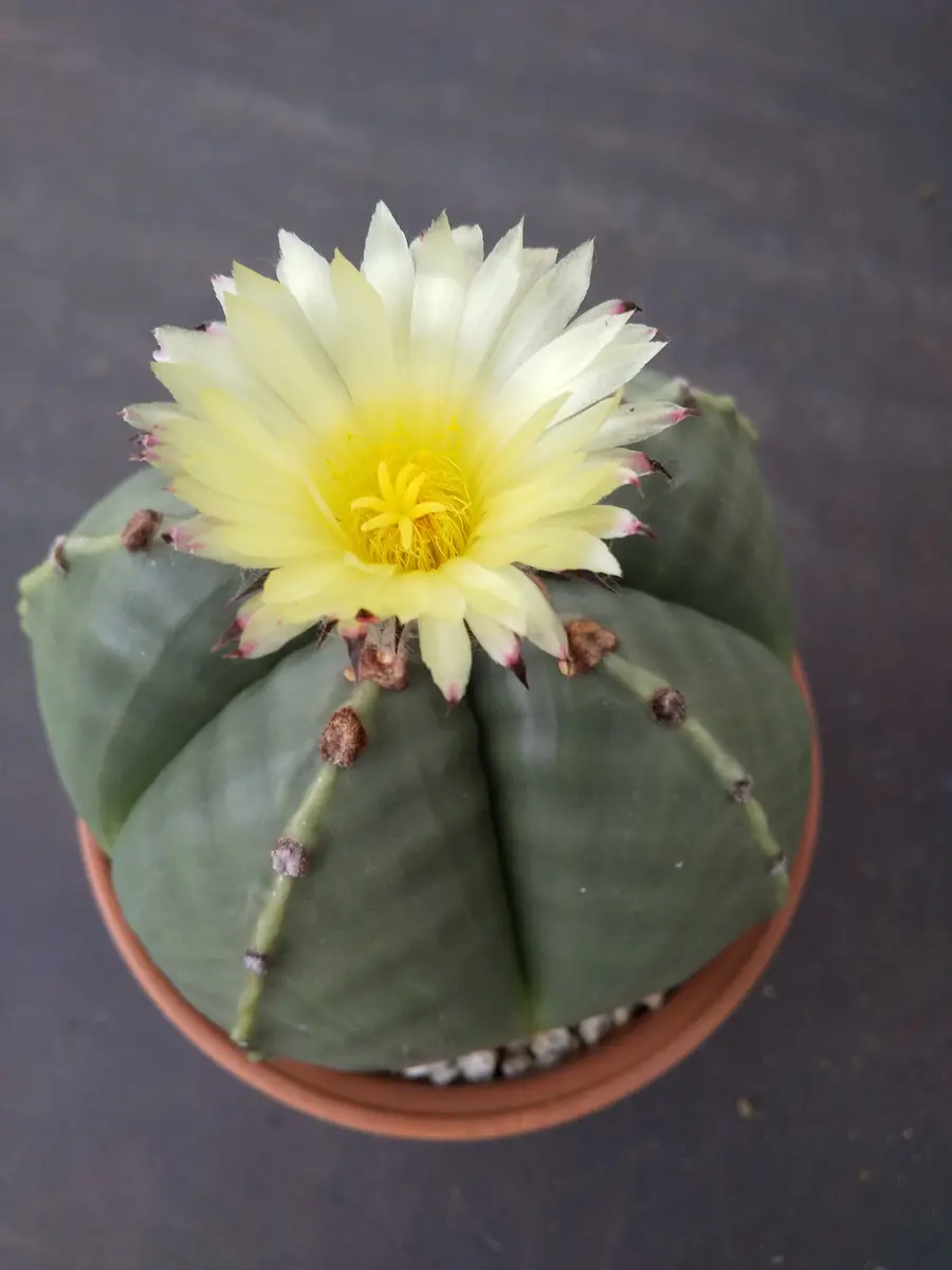 黄色の花が咲く多肉植物 この黄色の花が咲く、2種類の多肉植物の名前を教えていただけま