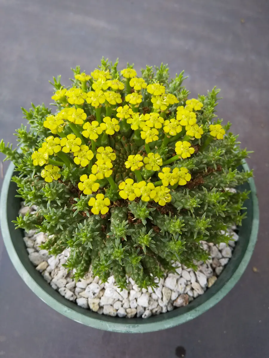この黄色の花が咲く、2種類の多肉植物の名前を教えていただけま