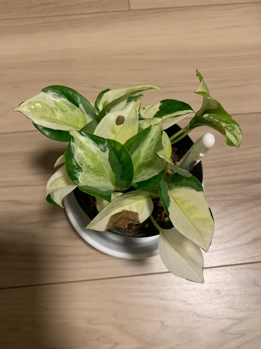 ポトス初心者です。画像のとおり、葉に茶色のしみができてしま