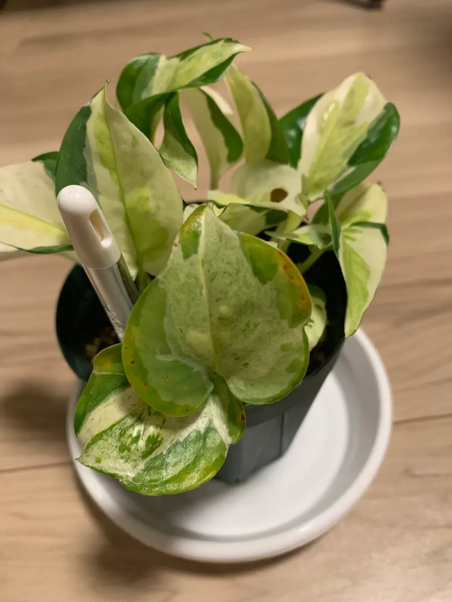 ポトス初心者です。画像のとおり、葉に茶色のしみができてしま