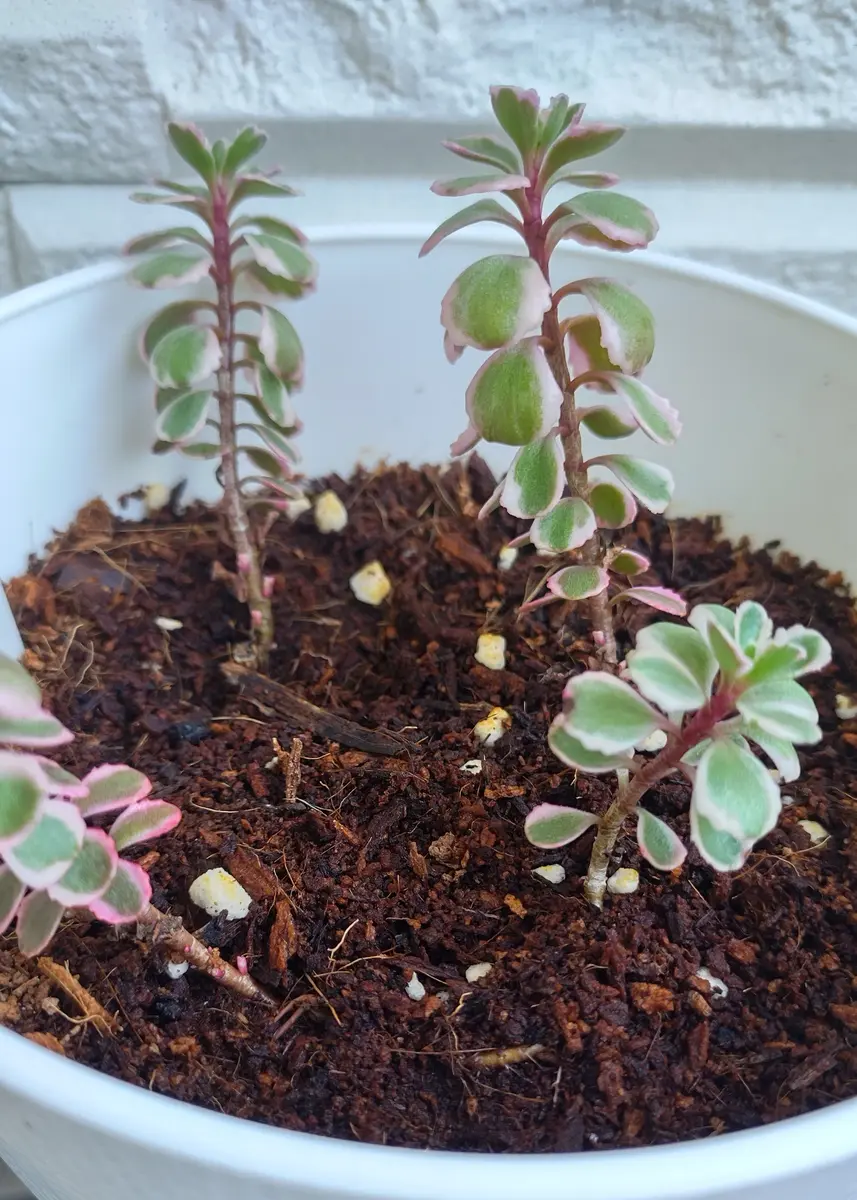 多肉植物 セダム トリカラー  抜き苗♡ 多肉植物 セダム トリカラー 抜き苗♡ 【公式通販】