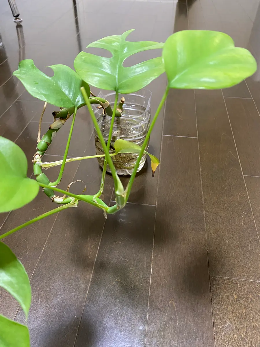 モンステラ　テーブル　葉っぱ　ブラウン ランチョンマット モンステラリーフ型 撥水 テーブルウェア 葉っぱ