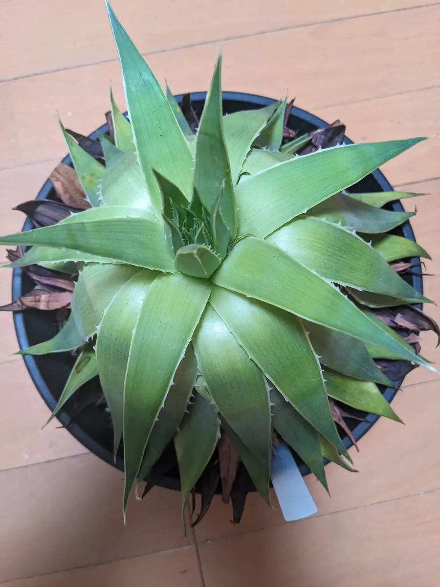 アロエポリフィラになります。現在の状態が葉が下に垂れ下が｜園芸