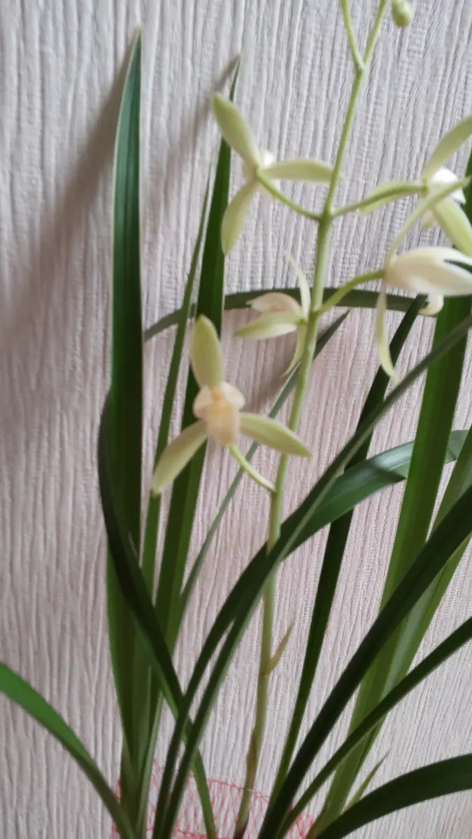 札落ちで名前不明。今年初めて開花し、いい香りに癒されてます