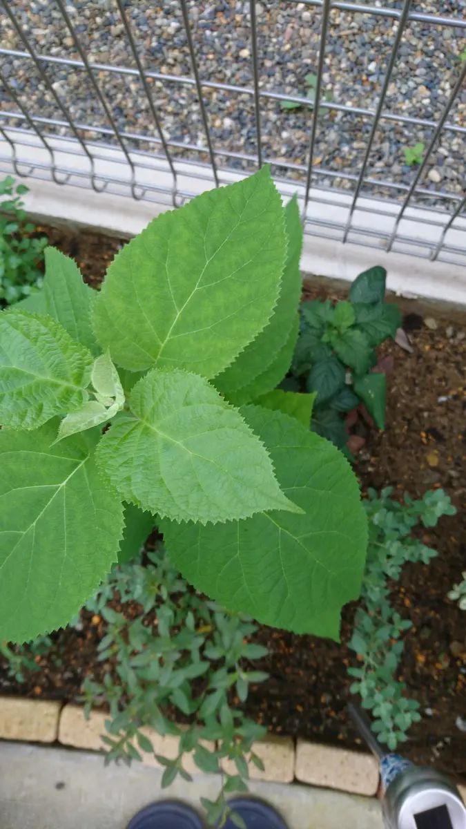 紫陽花Ⅰ（大島緑花、山紫陽花'紅'、ピンクアナベル、柏葉紫陽花