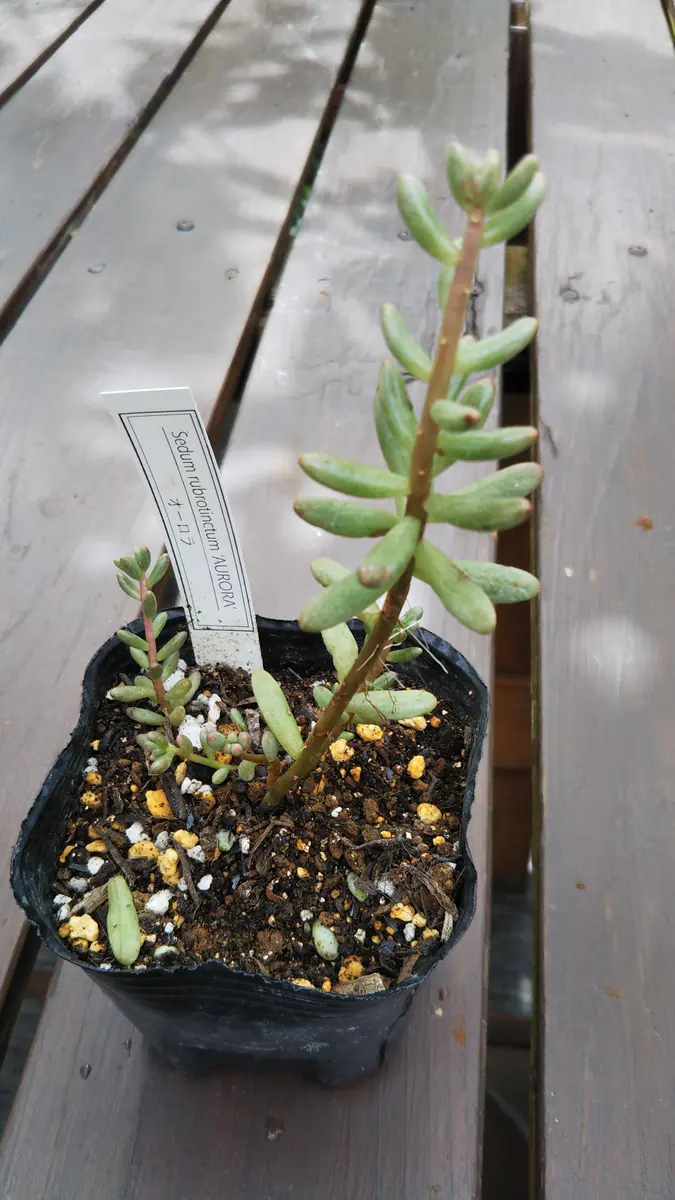 いつも助けていただきありがとうございます。今回は、セダムの