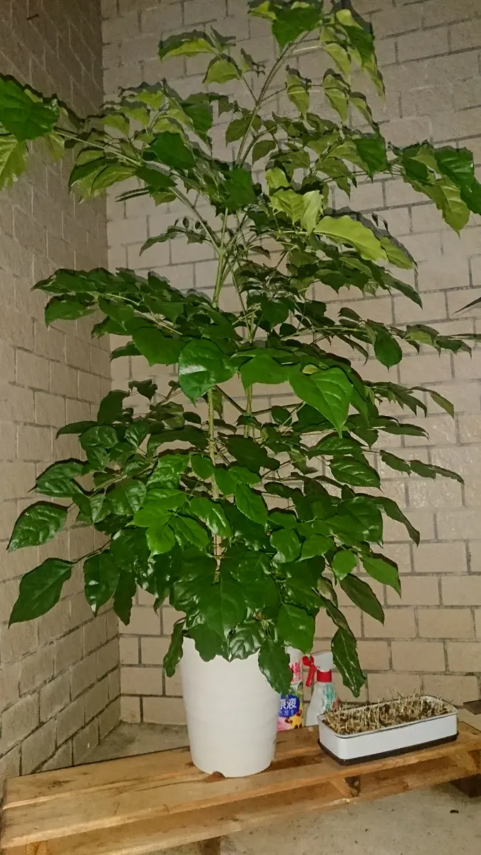 3年程前に購入したステレオです。