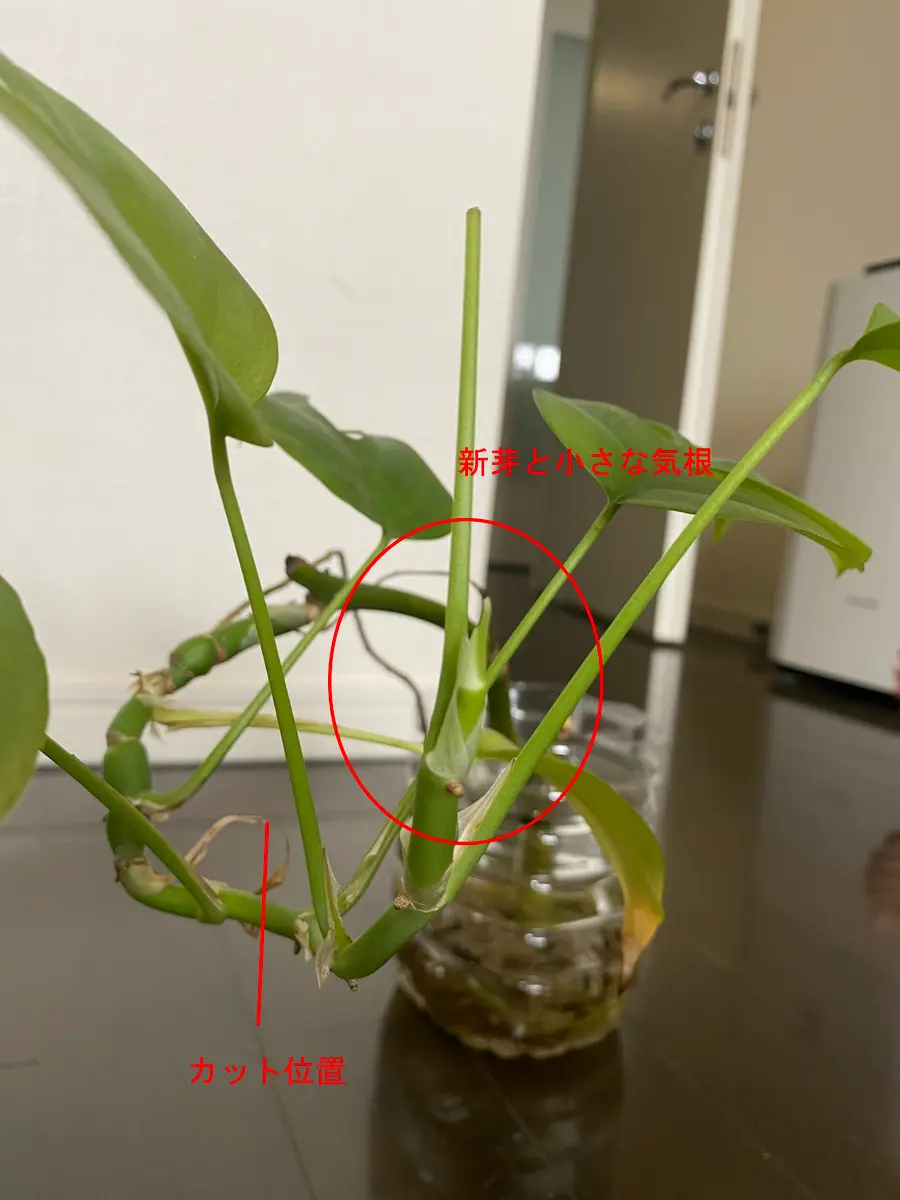モンステラ 水 耕 栽培