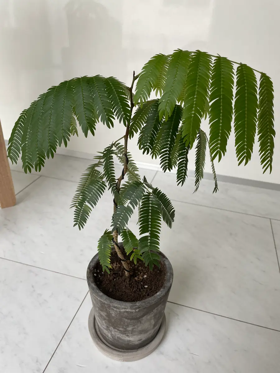 エバーフレッシュ 【公式通販】