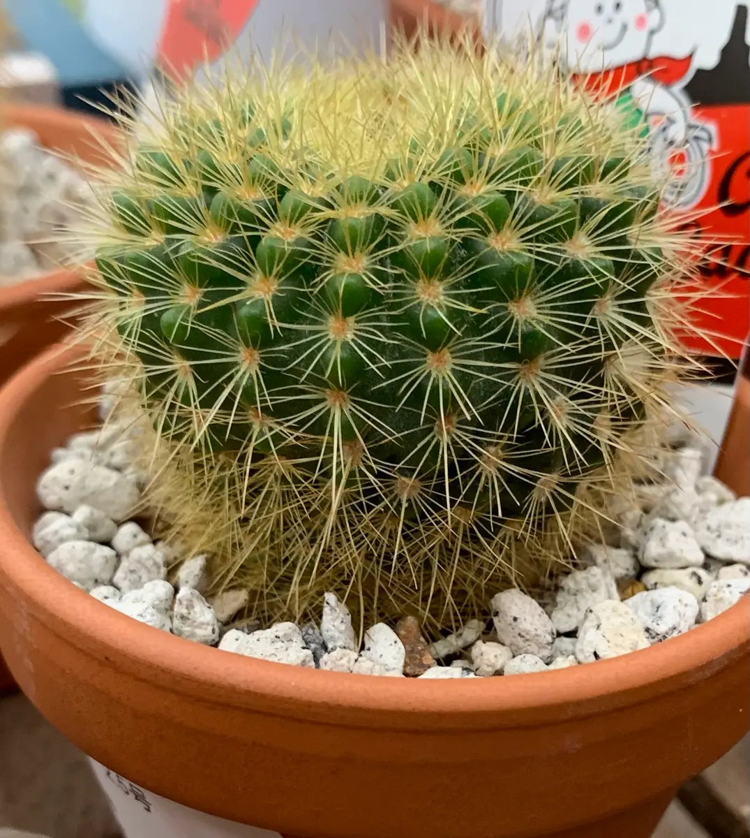 皆さん、写真のサボテンの名前を教えてください。ノトカクタ｜園芸