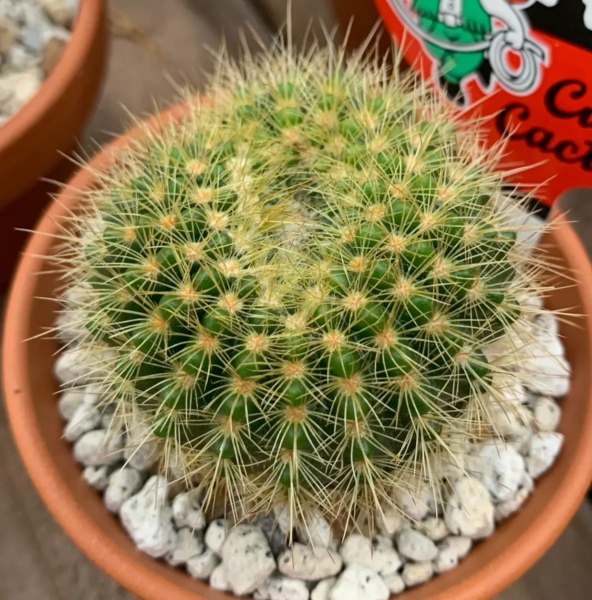 皆さん、写真のサボテンの名前を教えてください。ノトカクタ｜園芸