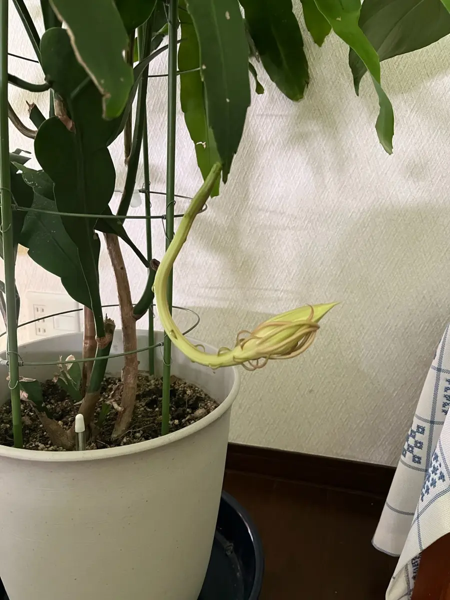 八重の月下美人があった！ (お年玉商品半額)花器付き 組みたて