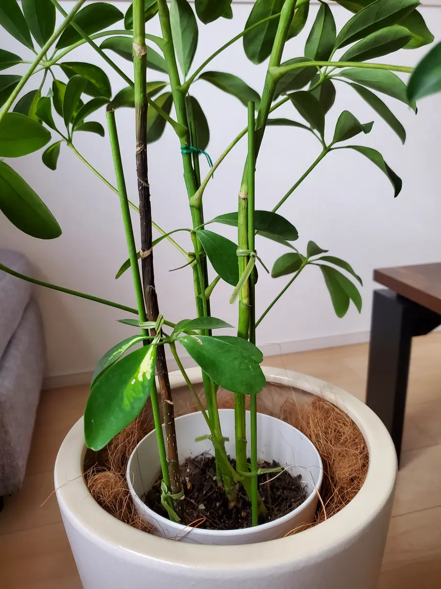新作グッ 引き渡し12月まで】観葉植物（シェフレラ） その他