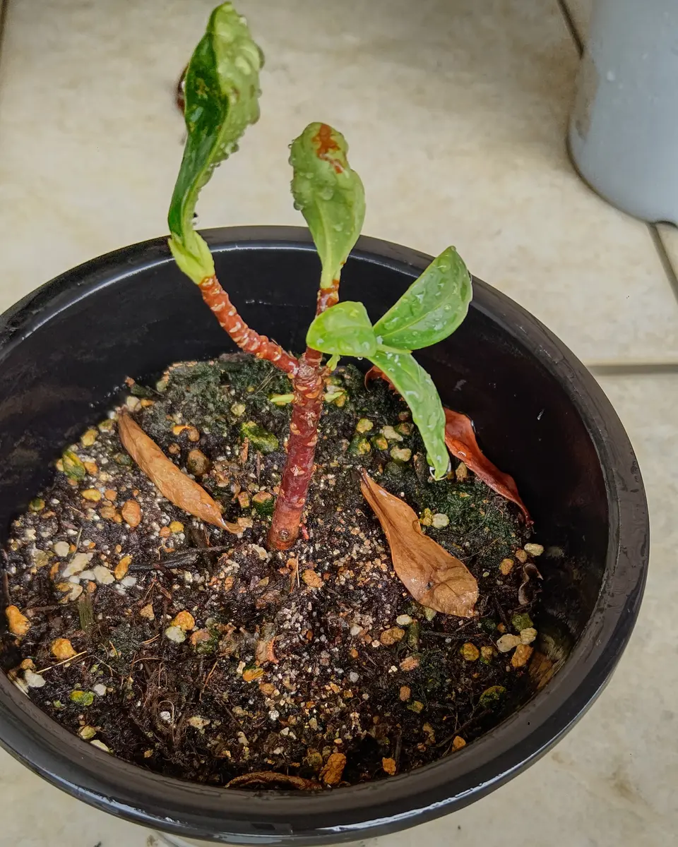 大きくならない沈丁花の対応について教えてください。先日の質