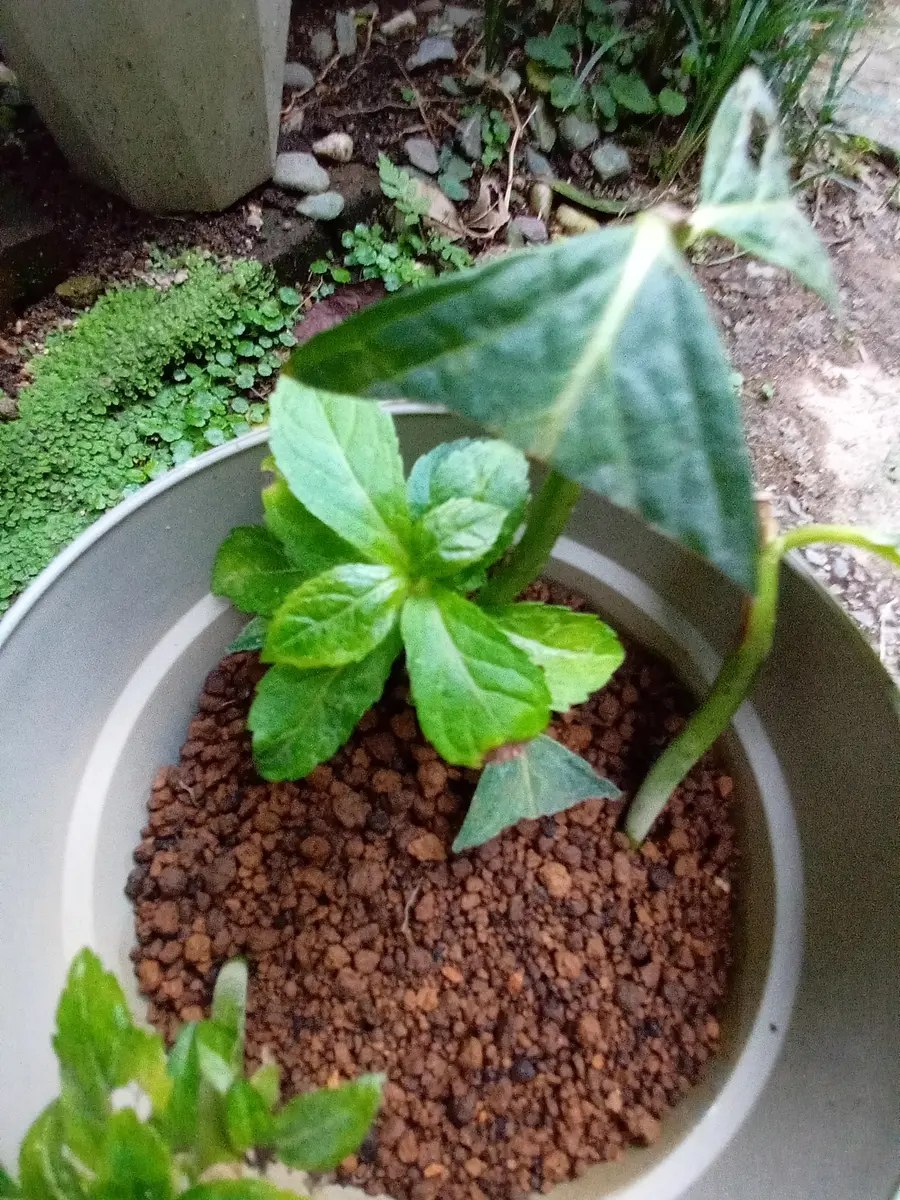 6月初めに紫陽花の挿し木をしましたが、成長が遅いように思えま