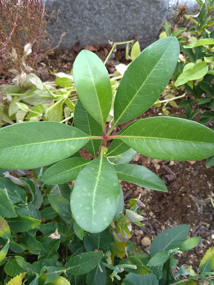 庭の花壇の、ドウダンツツジとつつじの間に知らない間に生えて