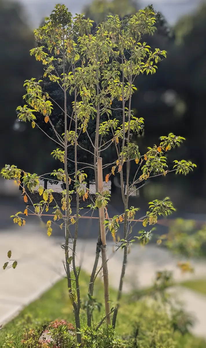 南向きの庭のソヨゴ(雌)です。2021年秋に植えて、高さは現在2.5