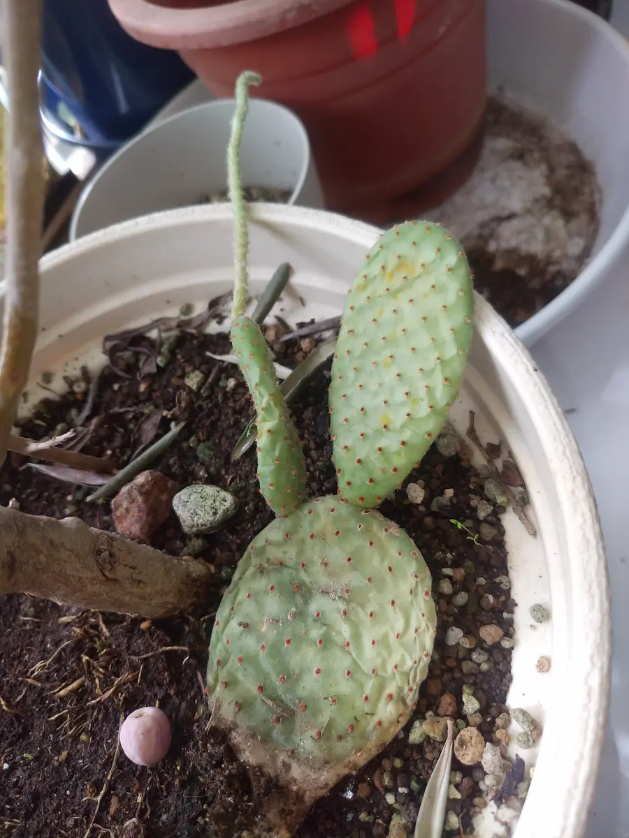 送料無料 百貨店 手のひらサイズの植木鉢で、ミニサイズのウチワサボテン🌵を鑑 その他