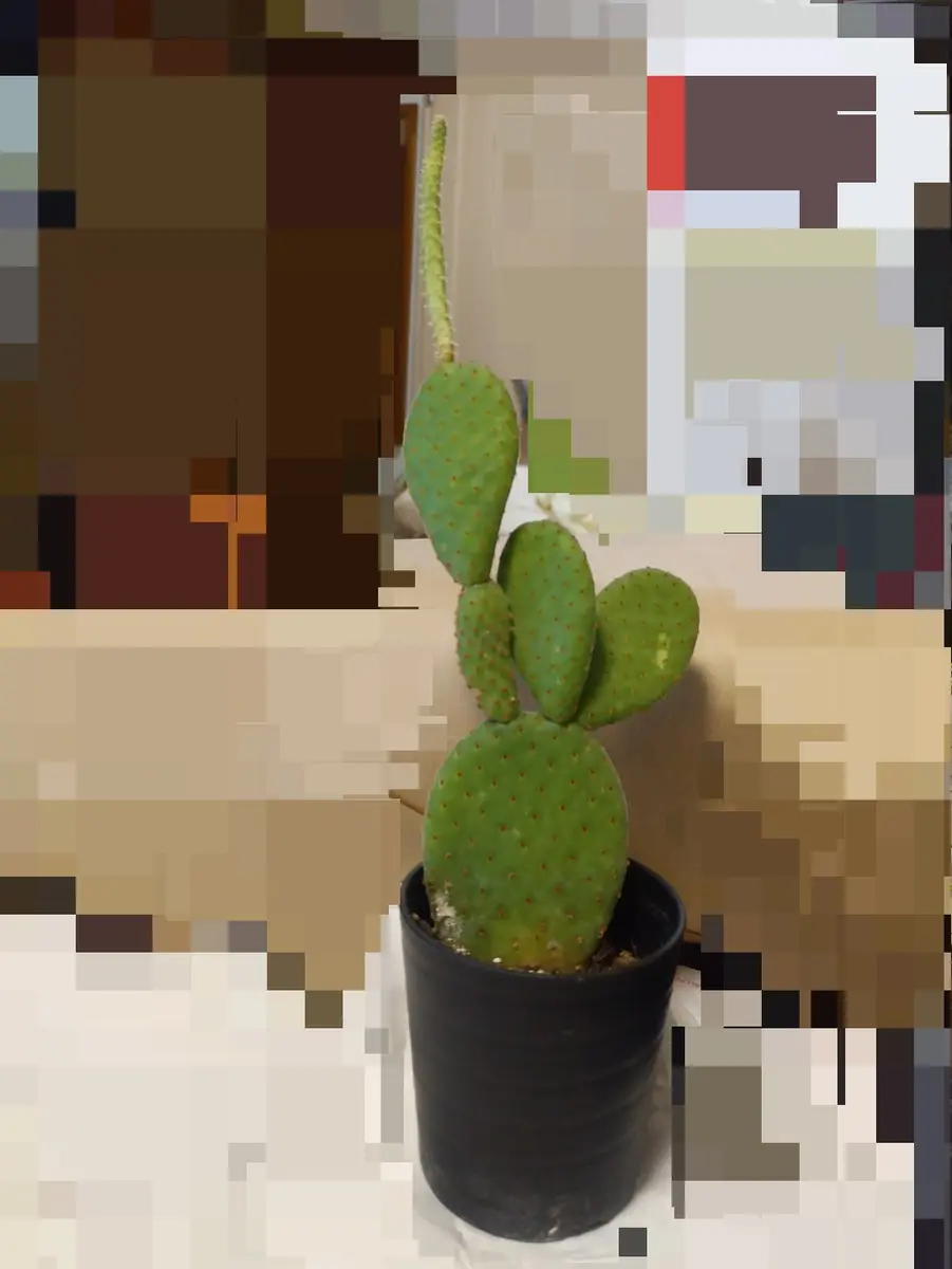 手のひらサイズの植木鉢で、ミニサイズのウチワサボテン🌵を鑑