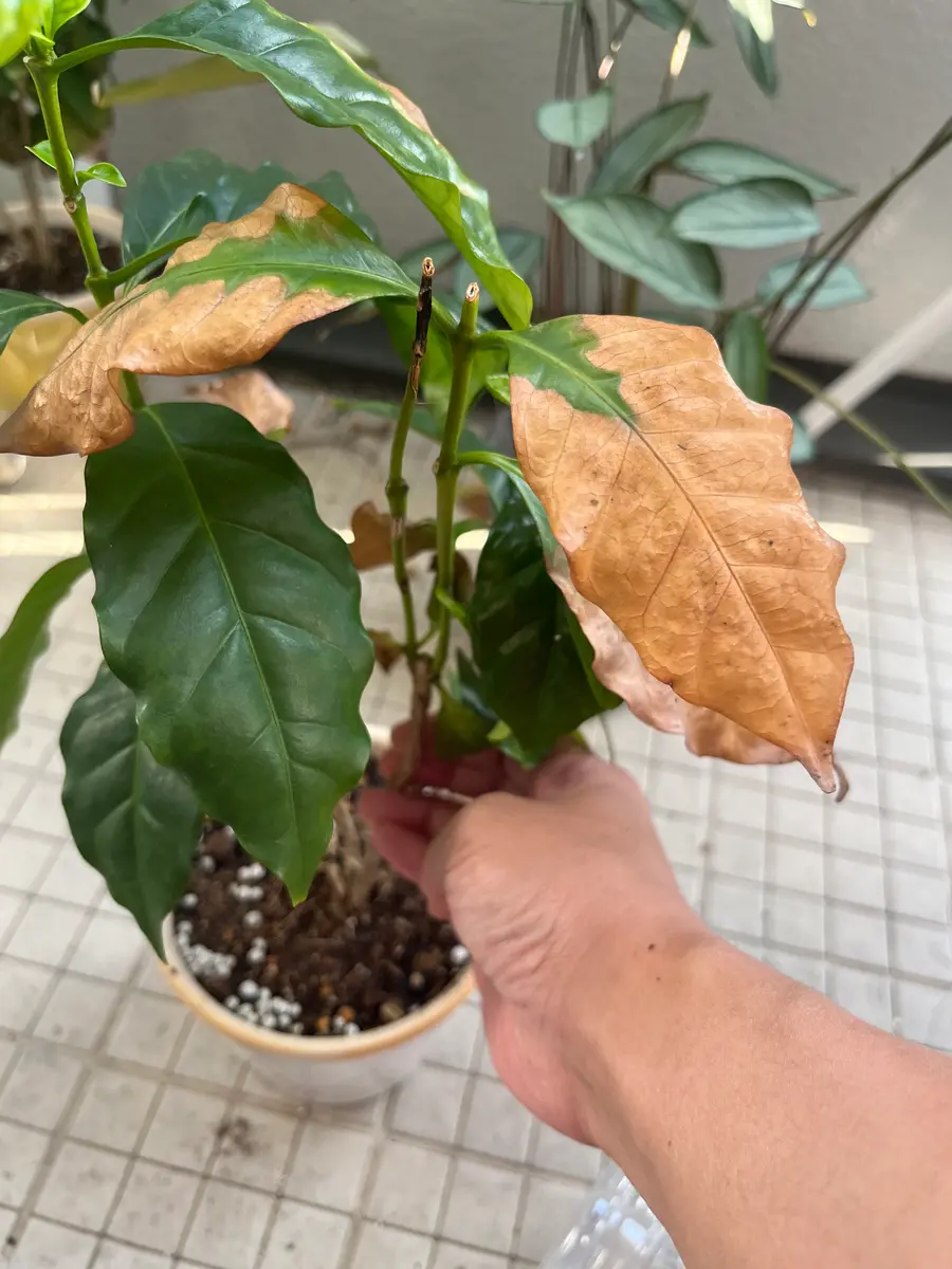 夏にコーヒーの木が日焼けもしくは根詰まりしたのか葉が茶色に