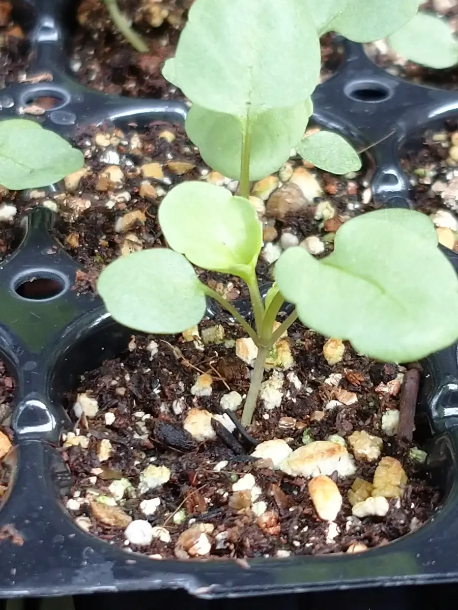 ぼ*え様 2025実生苗セットd 4センチポット ぼ*え様 2025実生苗セットd 4センチポット 2025実生苗セット