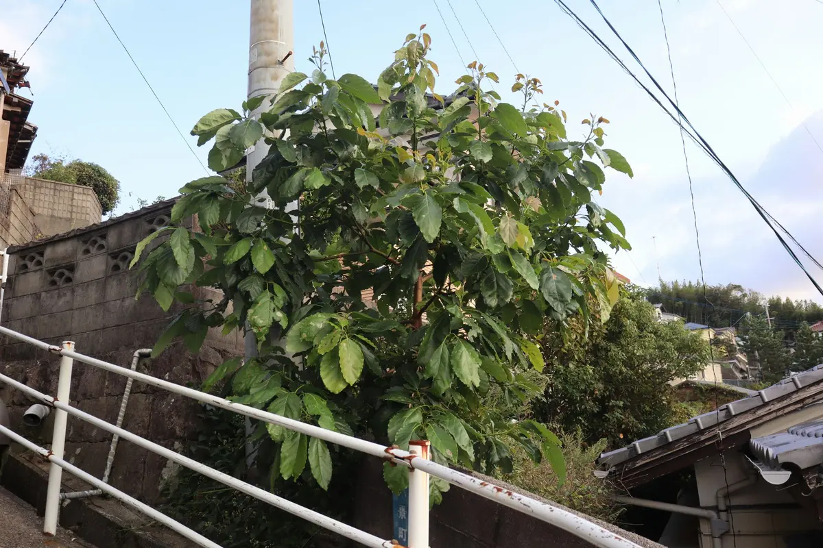 アボガドが大きくなりすぎたのでTopは止めましたが、周囲に広が