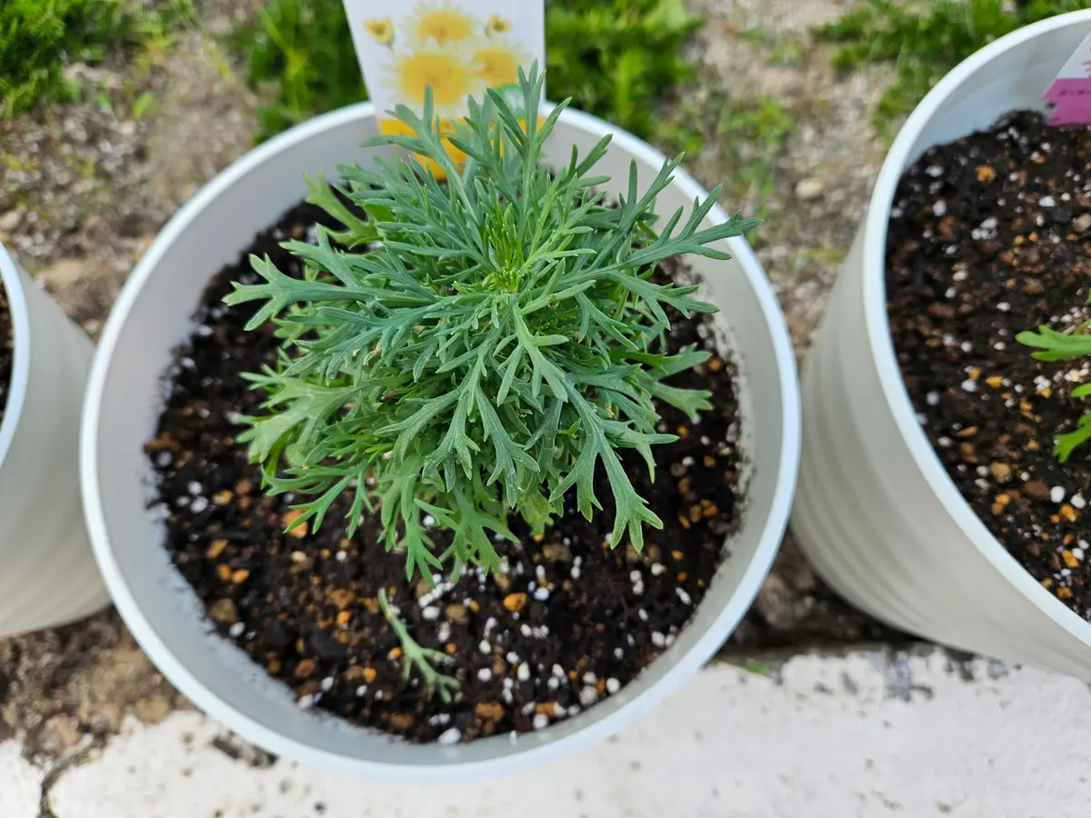マーガレットの苗を昨日植えました結構上の方が密な感じですが