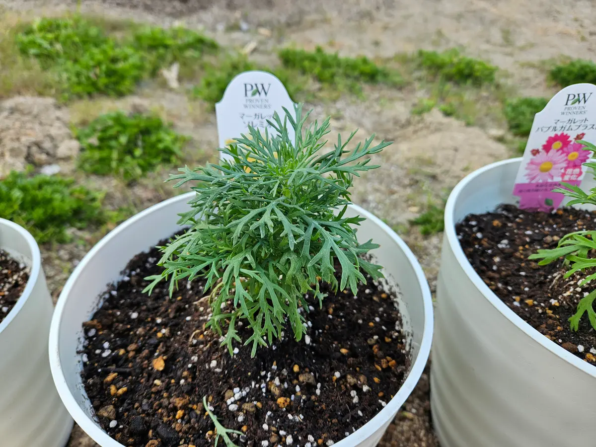 マーガレットの苗を昨日植えました結構上の方が密な感じですが