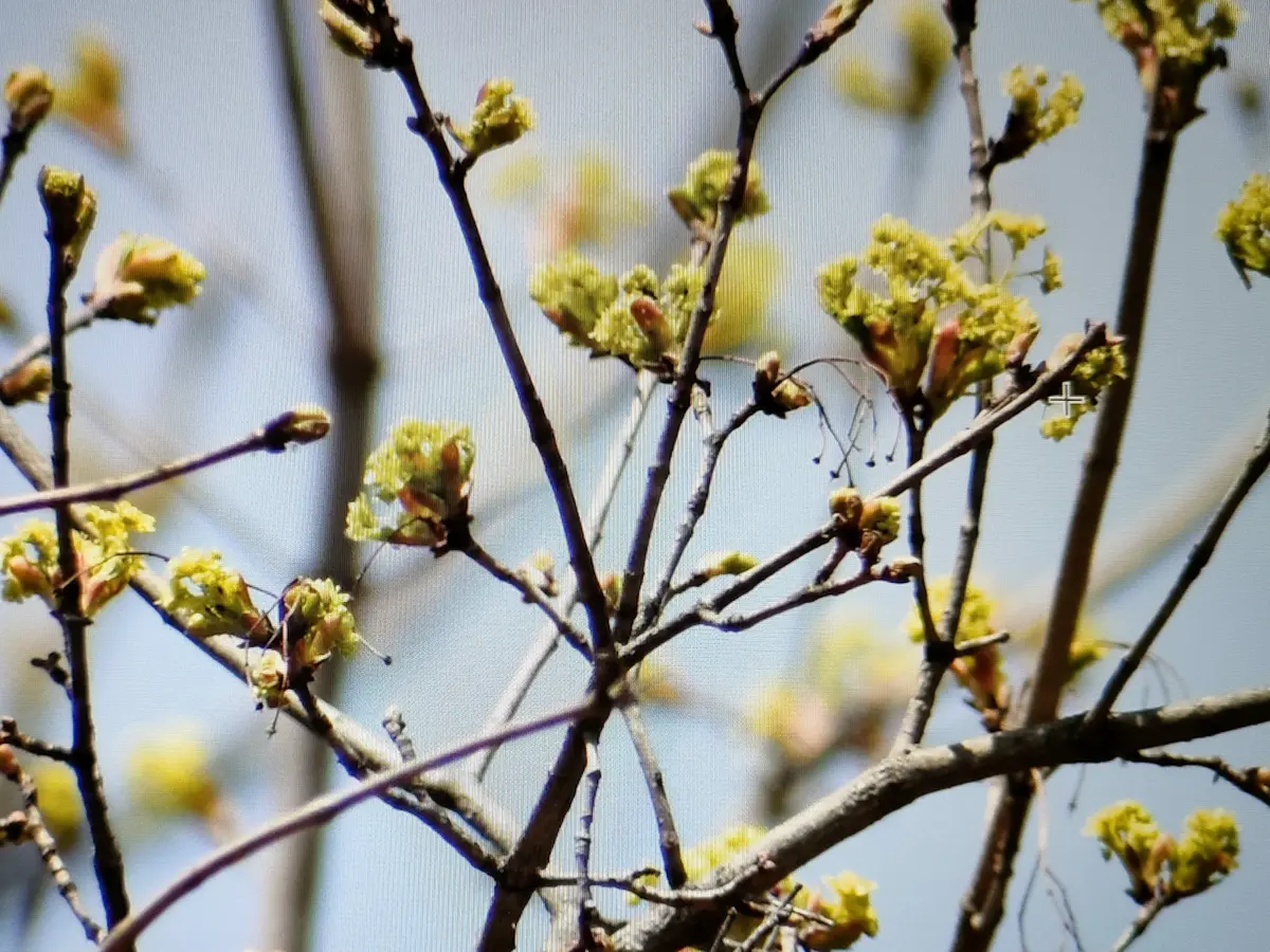 家の近くの公園に生えていた木なんですが、きれいな黄緑の花が