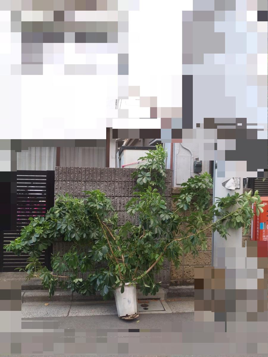 カポックが立派に育っているのですが…10年育てている、写真の...｜園芸 