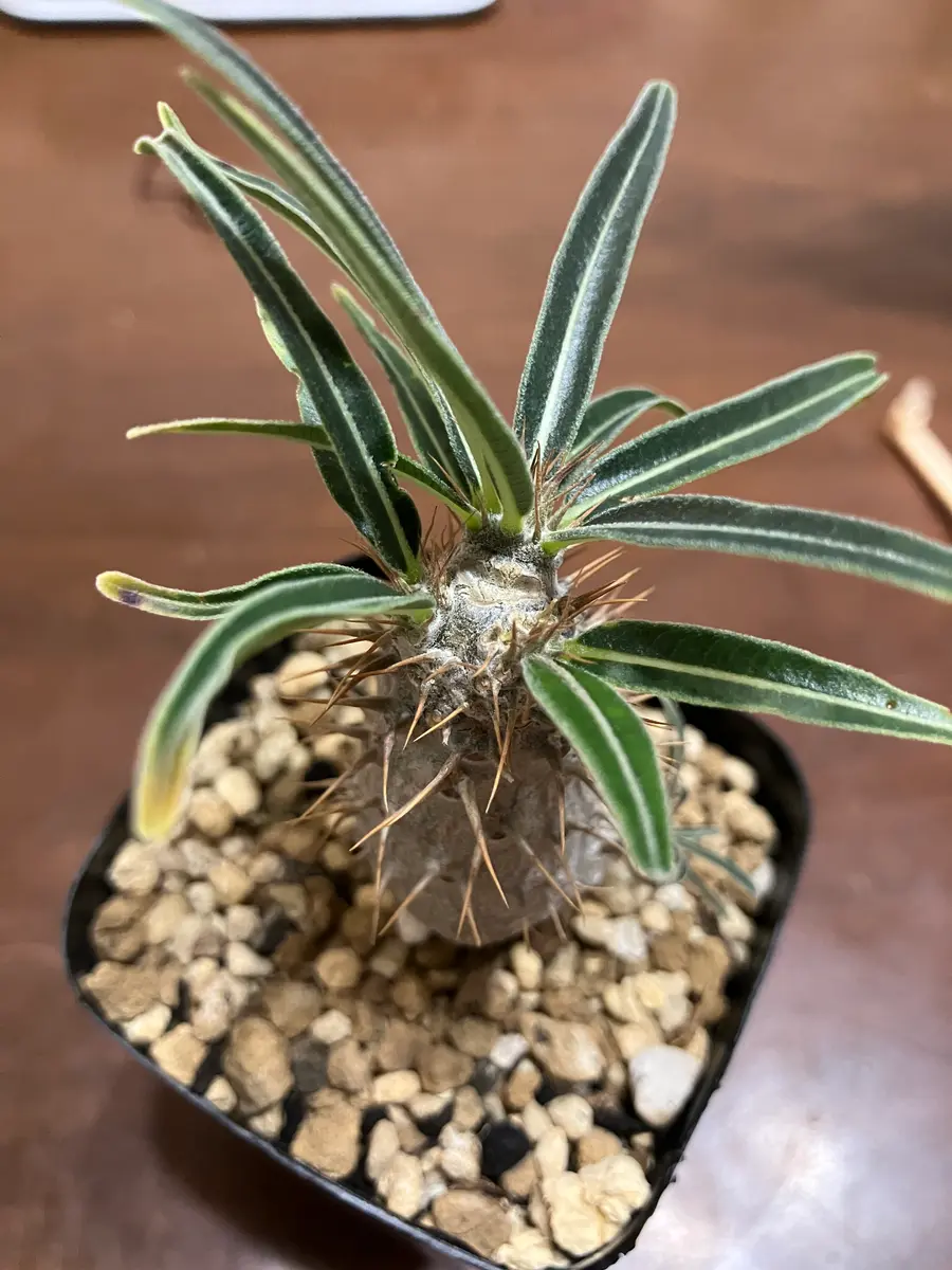 室内で育てているグラキリスです。先端の部分が白っぽい気がす