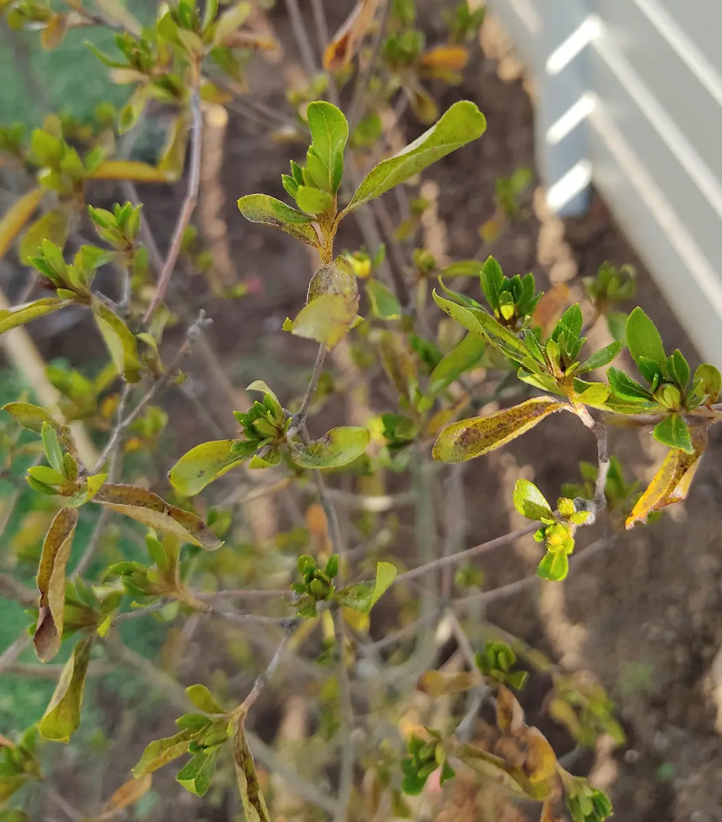 ヤマツツジ/白花【品番3294】