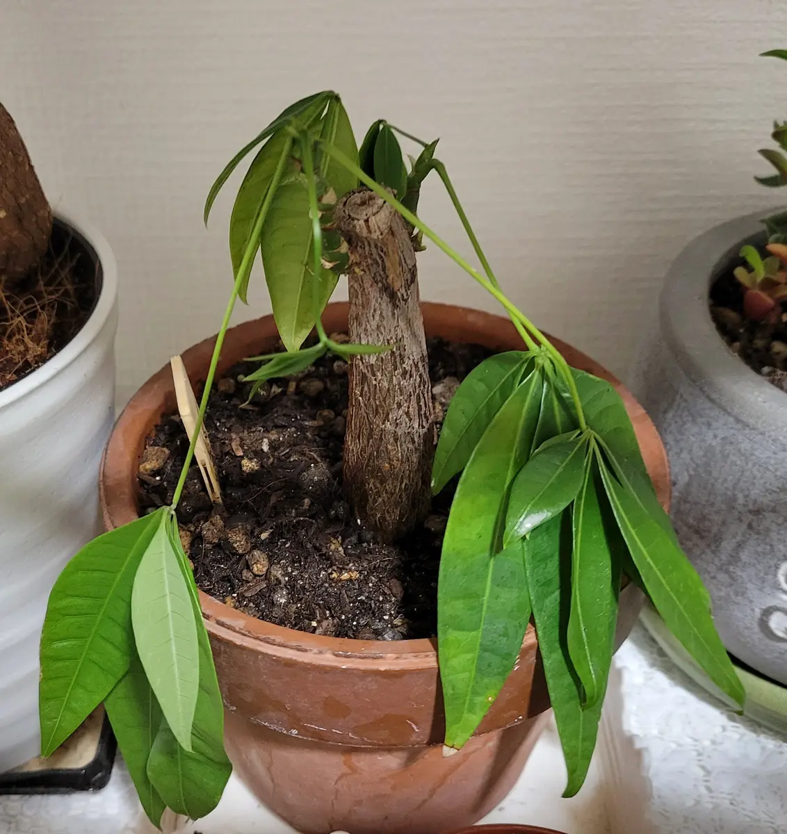 パキラ斑入り実生