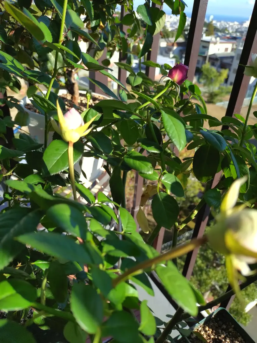 薔薇初心者です写真は、ロクサーヌなんですが蕾みの茎の部分が