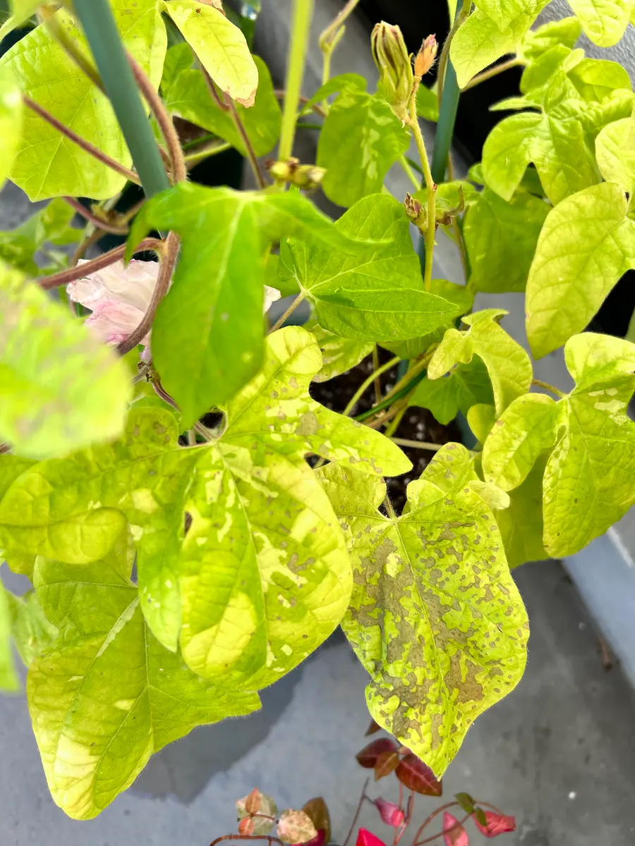 朝顔 の 葉 が 黄色く なる