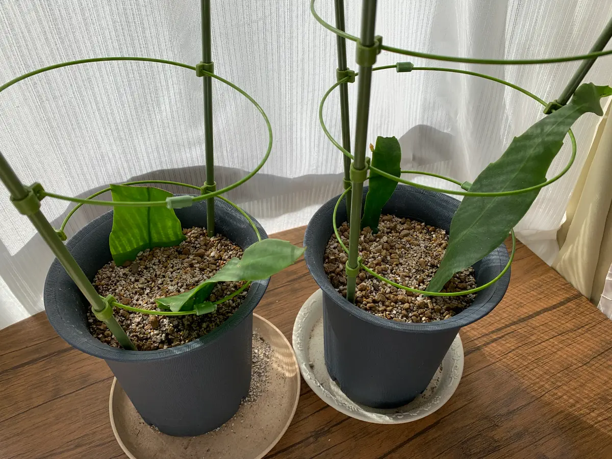 月下美人の苗木 楽天市場】月下美人（ゲッカビジン） 6号鉢植え苗(h30) : 千草園芸