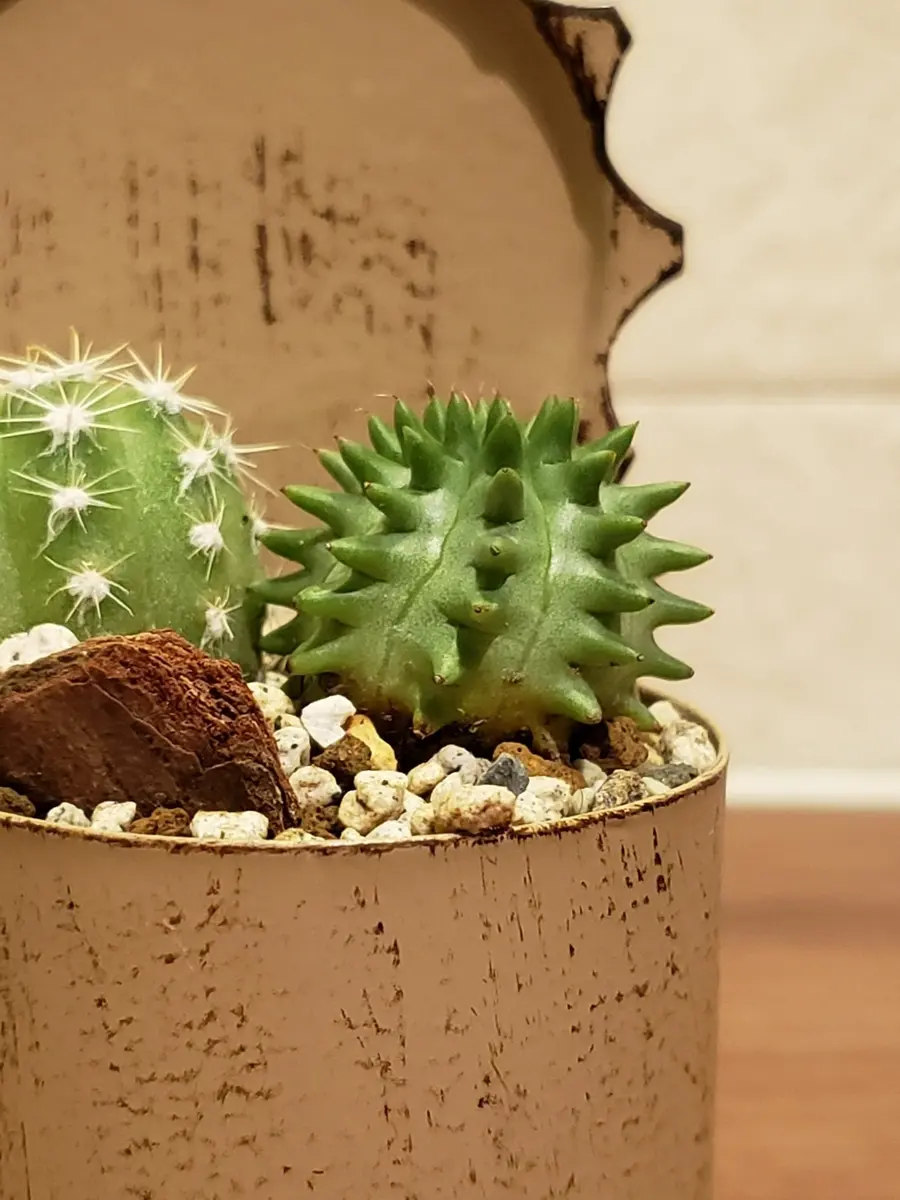 初めて質問させていただきます。サボテンの退色（変色）につい